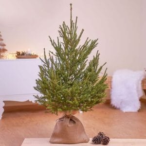 piante natalizie primo piano albero