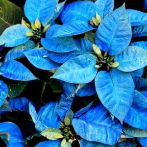 Stella di natale blu