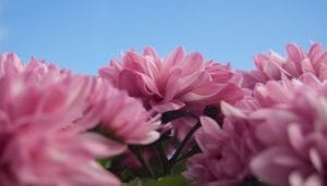 giornata mondiale del fiore