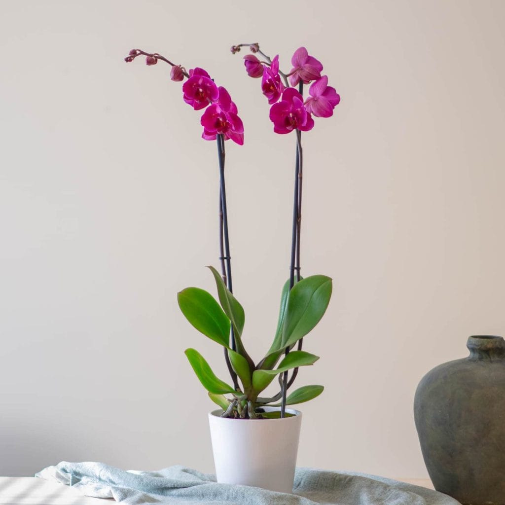 Orchidea