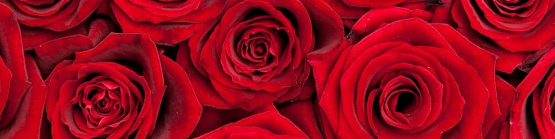 Regalare rose rosse