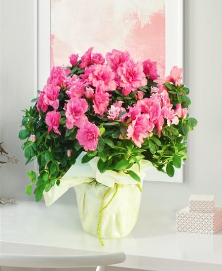 Azalea bouquet
