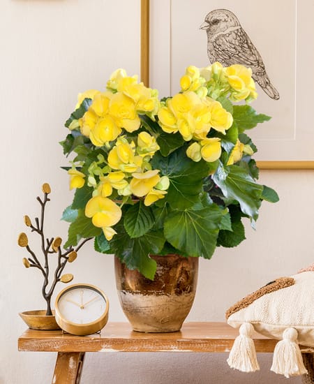 begonia