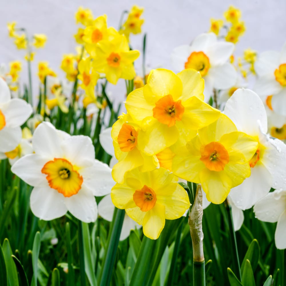 Narcisi