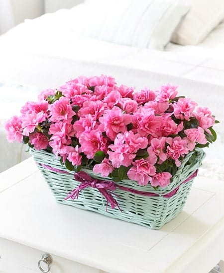 piante fiorite di azalea