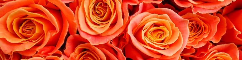 Regalare rose arancio