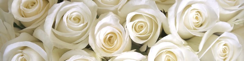 Regalare rose bianche