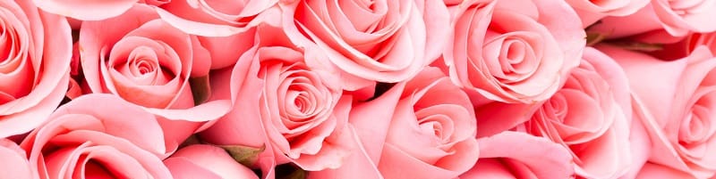 Regalare rose rose
