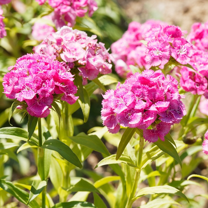 Pianta di garofano rosa in natura