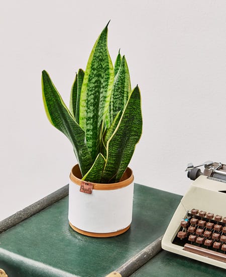 Sansevieria