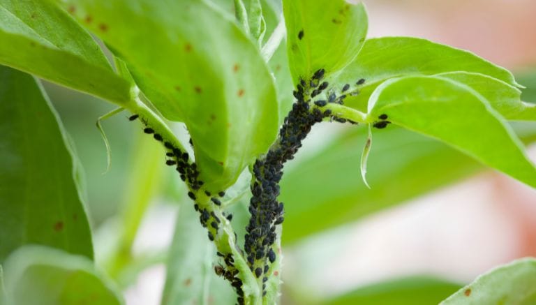 Insetti nella piante: quali sono e quali rimedi usare