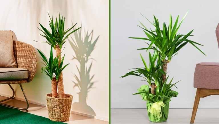 Yucca: caratteristiche e cura di questa pianta