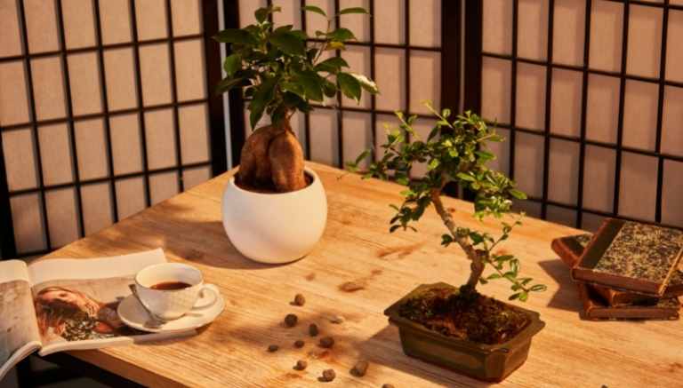 Bonsai: cura e coltivazione degli alberi in miniatura