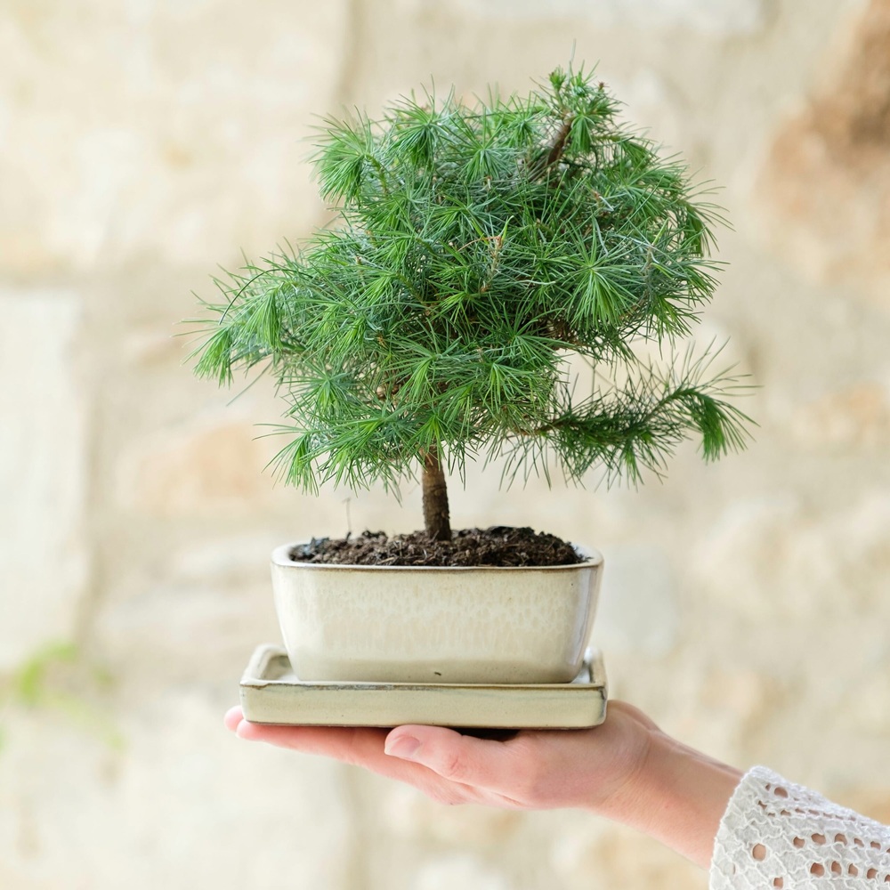 Bonsai pinus tree