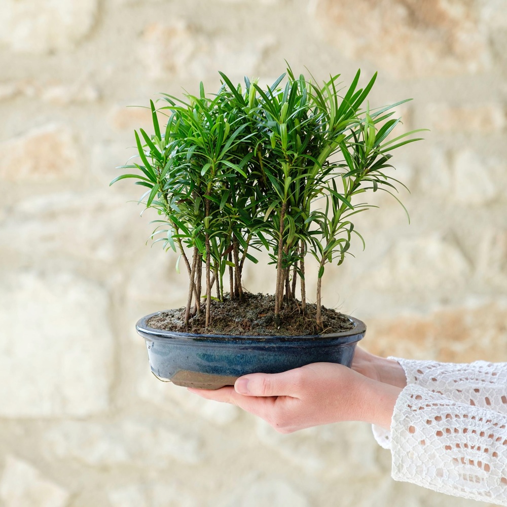Bonsai podocarpus