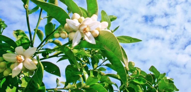 fiori di alberi di limone