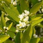 fiori di limone