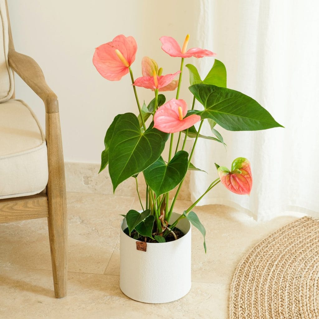 pianta di anthurium in vaso
