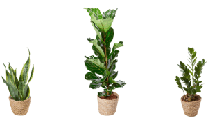 piante