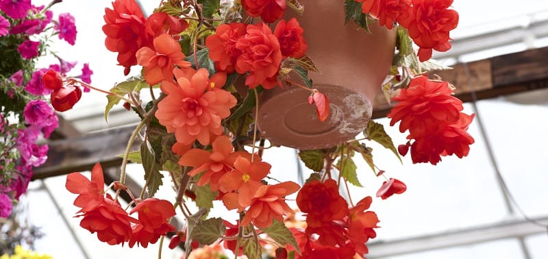 begonia in cesto sospeso