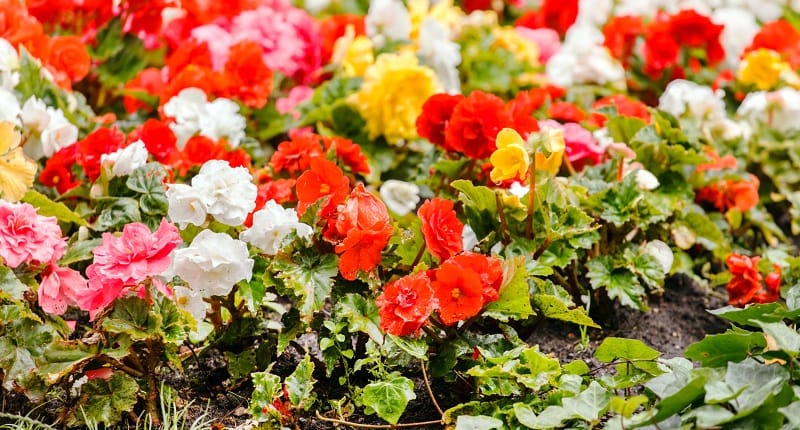 consigli begonia