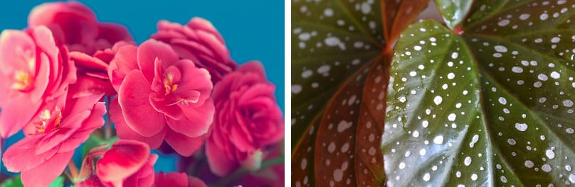 consigli di giardinaggio