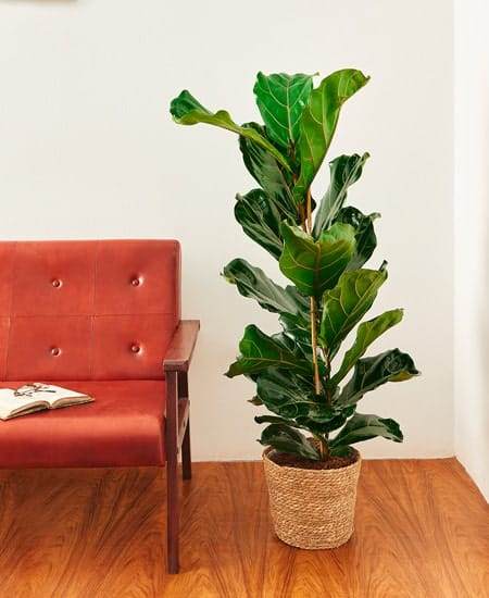 Ficus lyrara