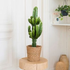 Euphorbia cactus