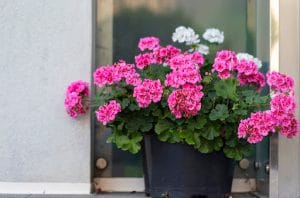geranio in vaso rosa e bianchi