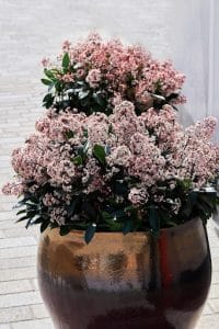 skimmia giapponese fiori in vaso