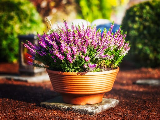 fiori autunnali in un vaso di cemento