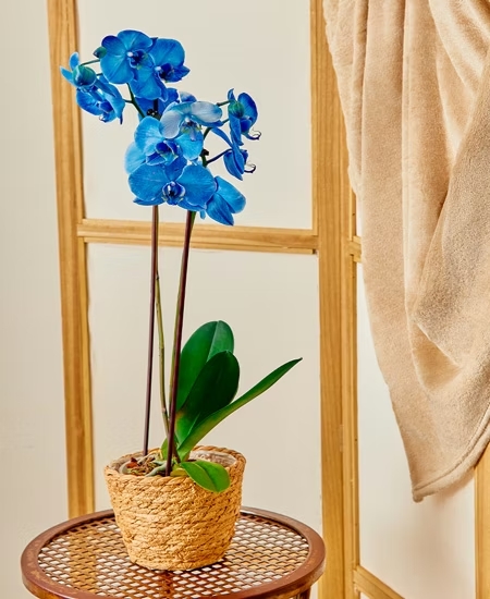 Una bella orchidea blu in un cesto di vimini su un tavolo