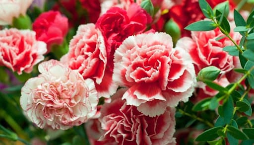 garofano comune rosso e bianco