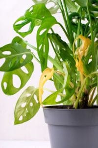 Perché le foglie delle piante ingialliscono? pianta con foglie ingiallite