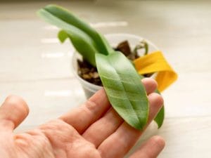 Diagnosi di una pianta che ingiallisce