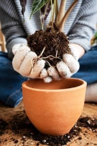 Rimedio naturale per foglie ingiallite primo piano travaso