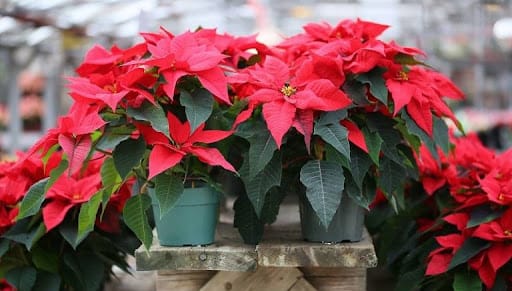 Poinsettia o Stella di Natale copertina primo piano
