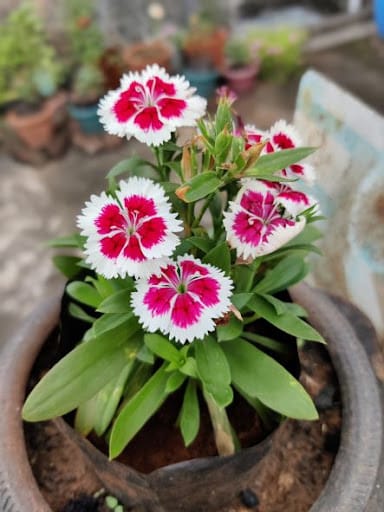 garofano cinese rosa e bianco