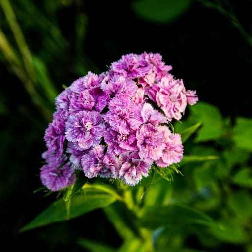 garofano cinese viola