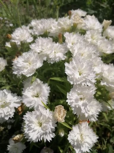 garofano piumoso bianco