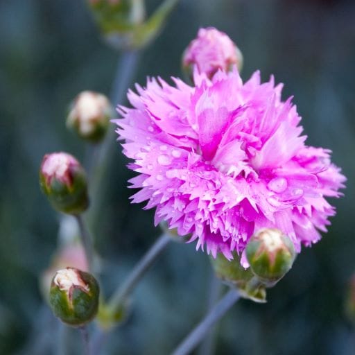 garofano piumoso rosa primo piano