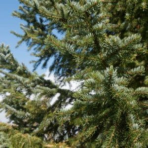 omorika abete albero di natale