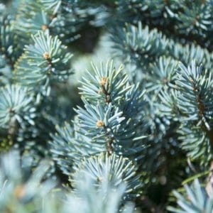 pungen albero di natale