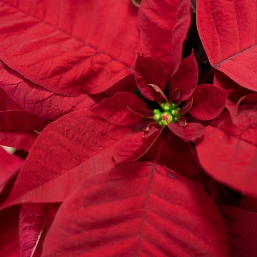 Stella di Natale rossa
