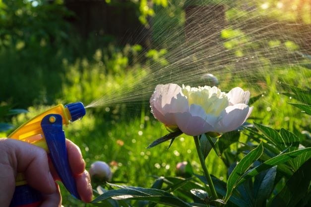 pompa che innaffia un fiore