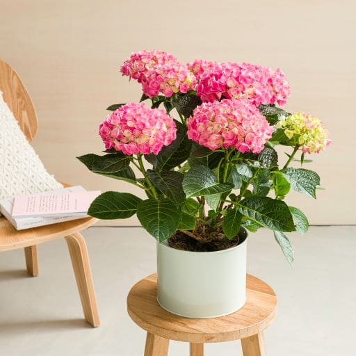 Ortensia rosa