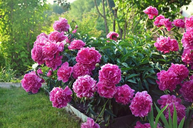 peonia lactiflora