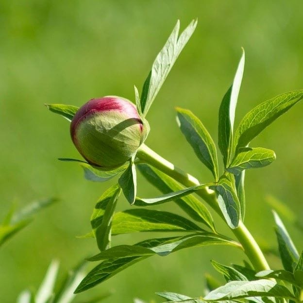 dove piantare peonie primo piano peonia che sboccia