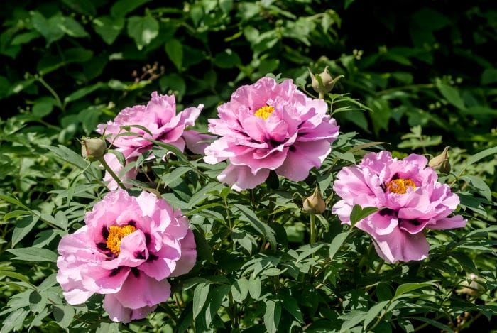 Concimazione della peonia arborea
