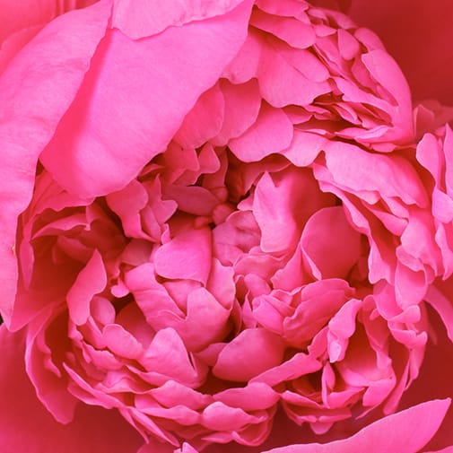 Fiori peonia rosa